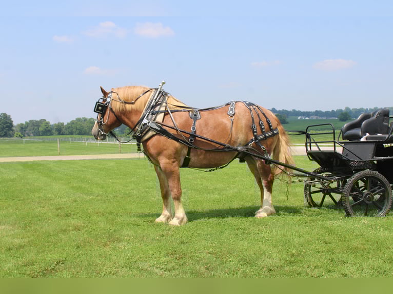 Belgisch trekpaard Ruin 6 Jaar 170 cm Roodvos in Millersburg