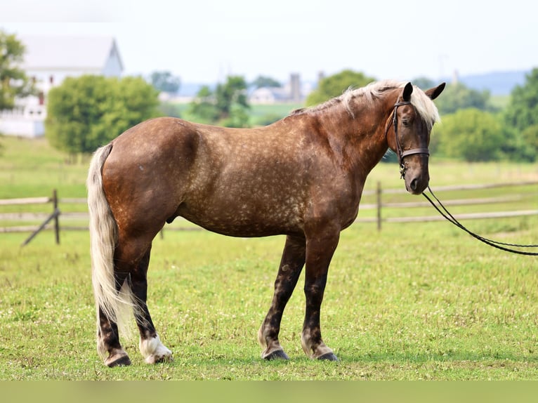 Belgisch trekpaard Mix Ruin 6 Jaar 183 cm  in Gap