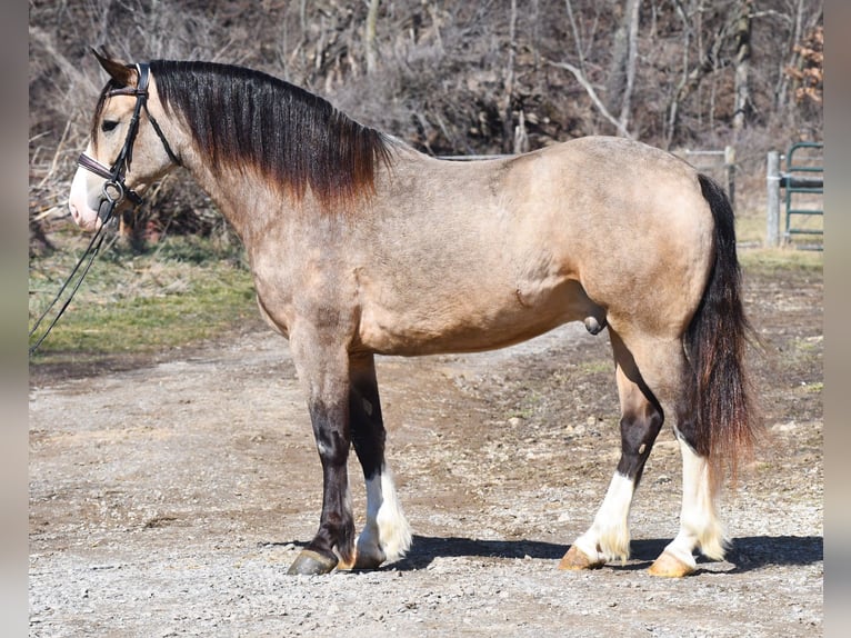 Belgisch trekpaard Mix Ruin 6 Jaar Buckskin in Strasburg