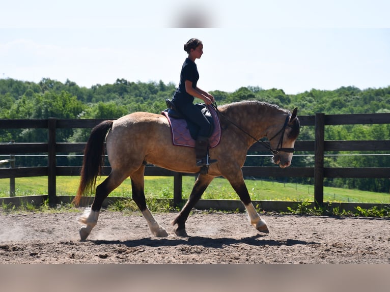 Belgisch trekpaard Mix Ruin 6 Jaar Buckskin in Strasburg