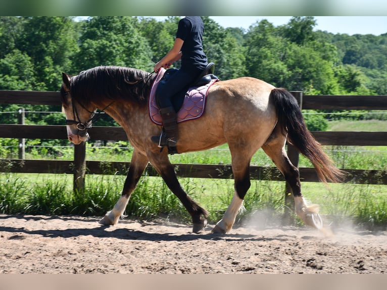 Belgisch trekpaard Mix Ruin 6 Jaar Buckskin in Strasburg