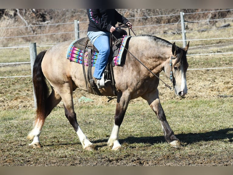 Belgisch trekpaard Mix Ruin 6 Jaar Buckskin in Strasburg