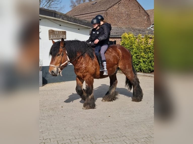 Belgisch trekpaard Mix Ruin 7 Jaar 162 cm Bruin in Nettetal
