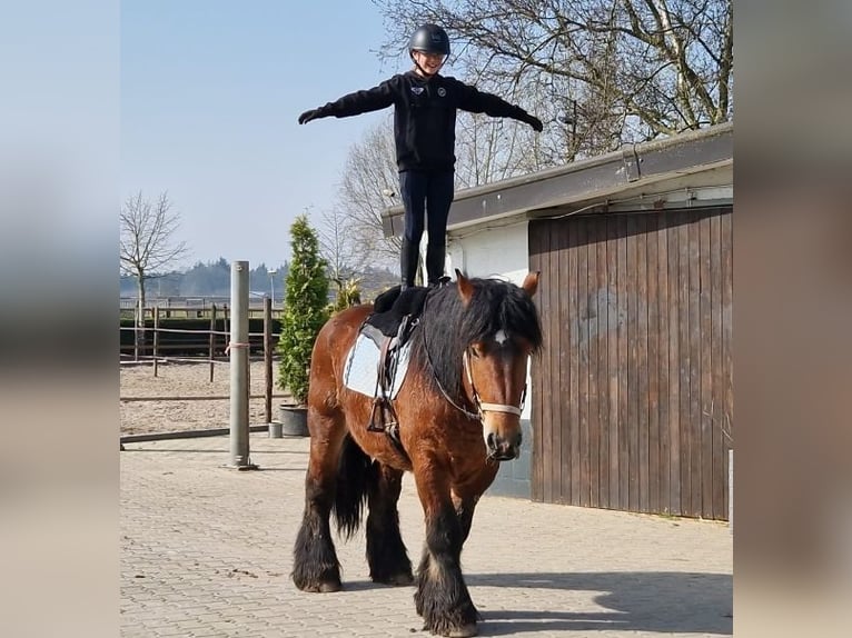 Belgisch trekpaard Mix Ruin 7 Jaar 162 cm Bruin in Nettetal
