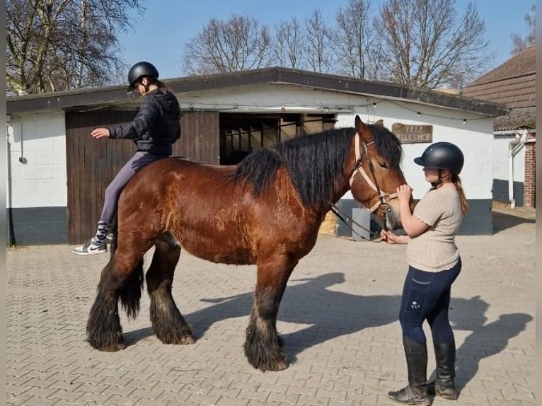 Belgisch trekpaard Mix Ruin 7 Jaar 162 cm Bruin in Nettetal