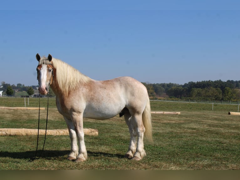 Belgisch trekpaard Mix Ruin 7 Jaar 165 cm Roan-Red in Millersburg