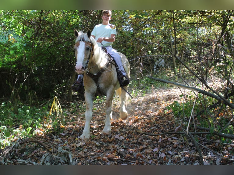 Belgisch trekpaard Mix Ruin 7 Jaar 165 cm Roan-Red in Millersburg