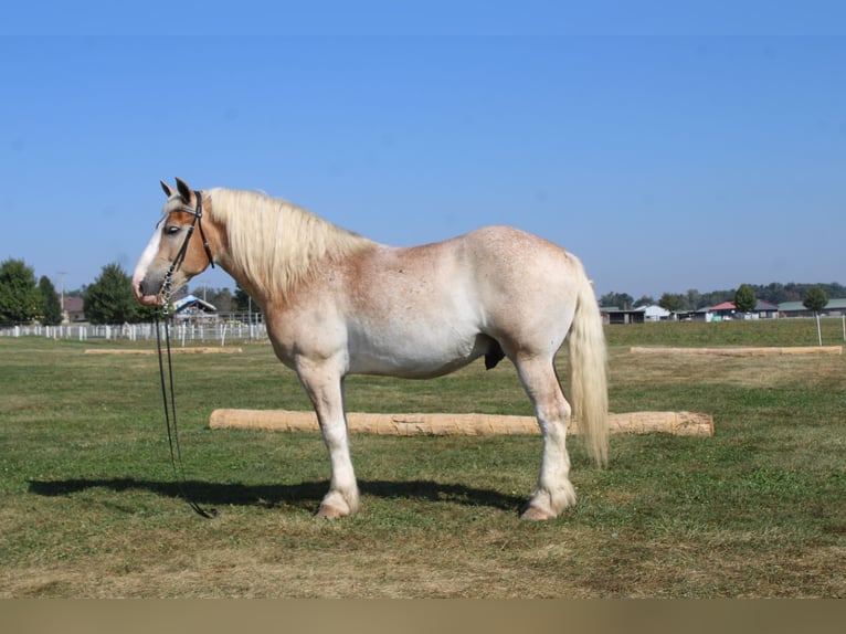 Belgisch trekpaard Mix Ruin 7 Jaar 165 cm Roan-Red in Millersburg