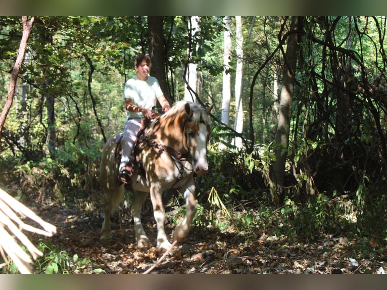 Belgisch trekpaard Mix Ruin 7 Jaar 165 cm Roan-Red in Millersburg
