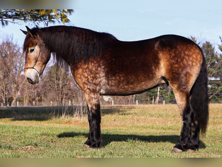 Belgisch trekpaard Mix Ruin 7 Jaar 168 cm Buckskin in Howell