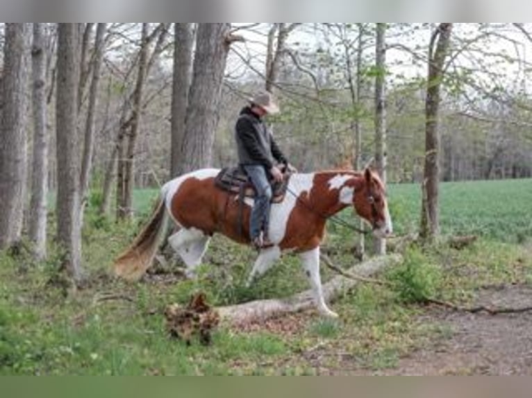 Belgisch trekpaard Mix Ruin 7 Jaar Gevlekt-paard in Needmore