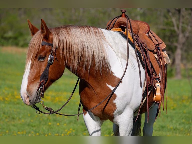 Belgisch trekpaard Mix Ruin 7 Jaar Gevlekt-paard in Needmore