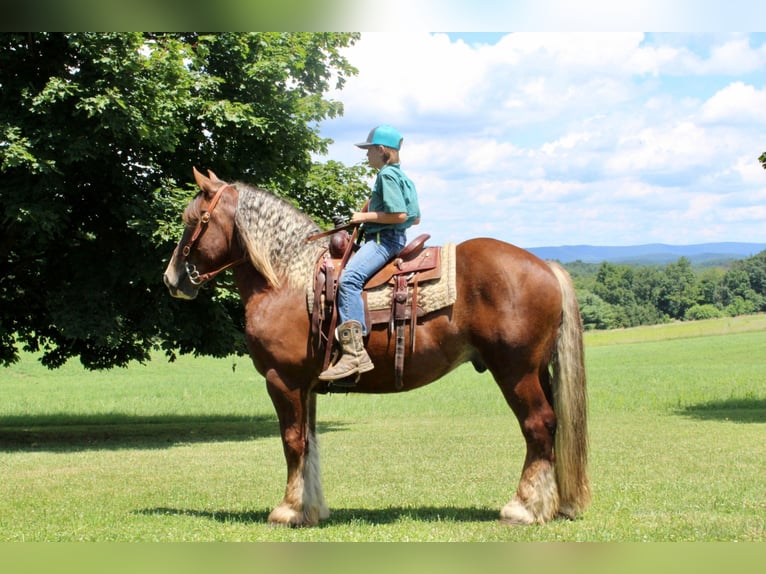 Belgisch trekpaard Ruin 8 Jaar 160 cm Donkere-vos in Everett PA