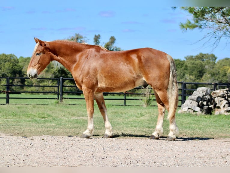 Belgisch trekpaard Ruin 8 Jaar 163 cm Roodvos in Canton TX