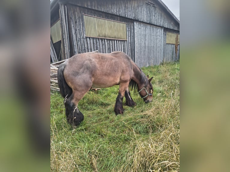 Belgisch trekpaard Ruin 8 Jaar 172 cm  in Ammerbuch
