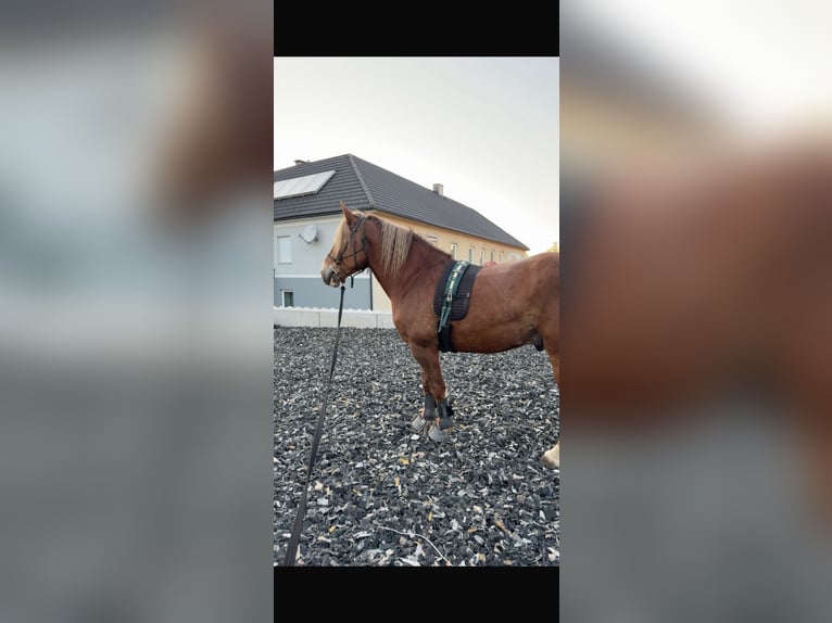 Belgisch trekpaard Mix Ruin 8 Jaar 173 cm Vos in Öhling