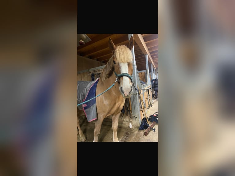 Belgisch trekpaard Mix Ruin 8 Jaar 173 cm Vos in Öhling