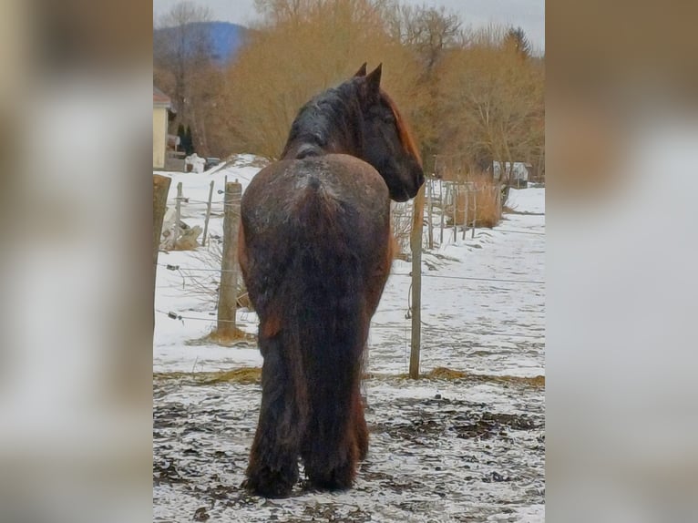Belgisch trekpaard Ruin 8 Jaar 175 cm Blauwschimmel in Lindberg
