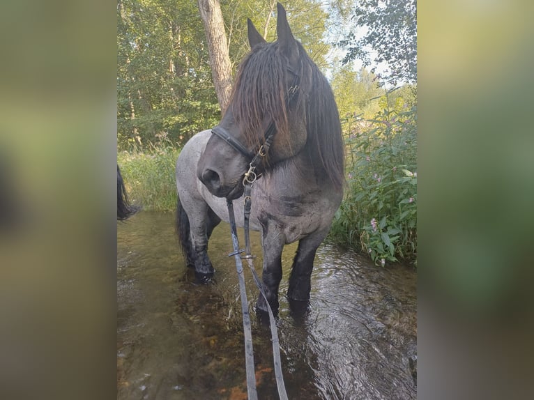 Belgisch trekpaard Ruin 8 Jaar 175 cm Blauwschimmel in Zwiesel