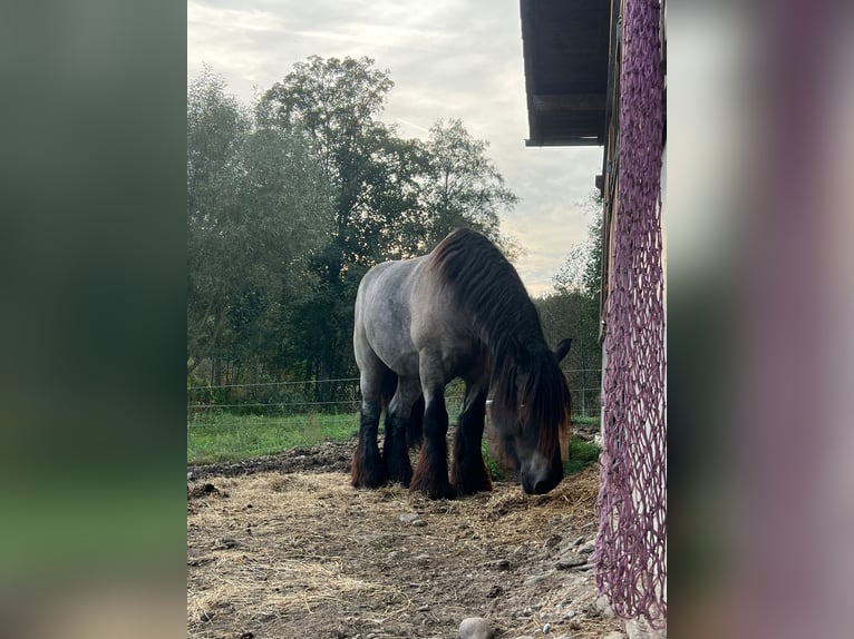 Belgisch trekpaard Ruin 8 Jaar 176 cm Blauwschimmel in Zwiesel