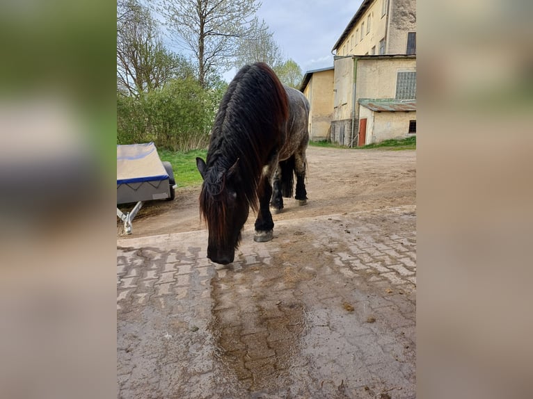 Belgisch trekpaard Ruin 8 Jaar 176 cm Blauwschimmel in Zwiesel