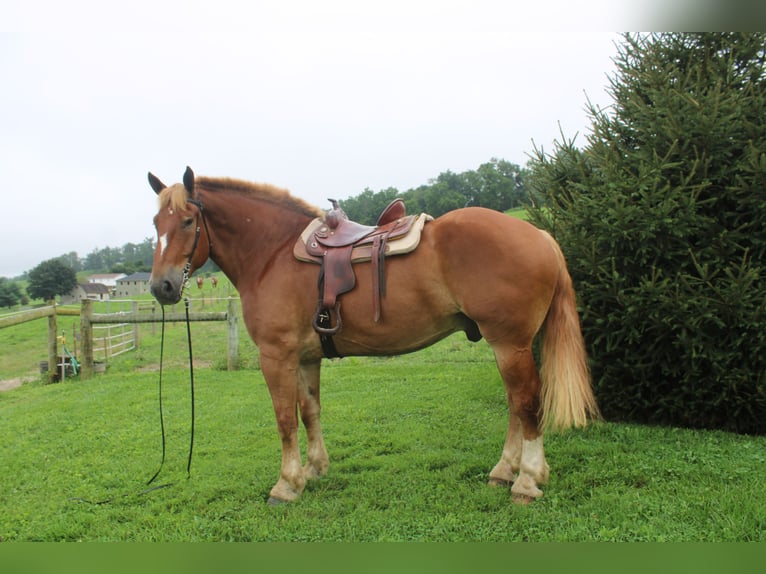 Belgisch trekpaard Ruin 8 Jaar 180 cm Roodvos in Millersburg