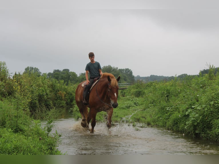 Belgisch trekpaard Ruin 8 Jaar 180 cm Roodvos in Millersburg