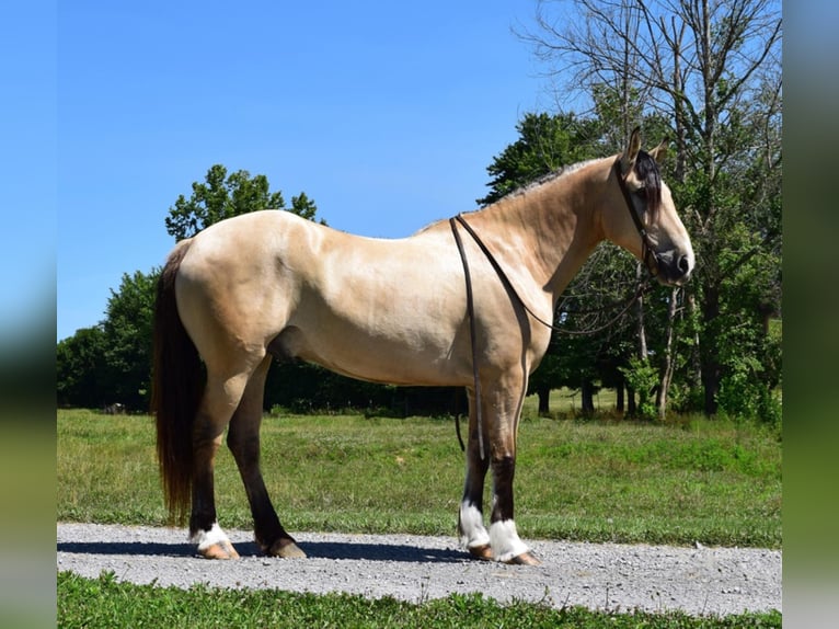 Belgisch trekpaard Ruin 9 Jaar 157 cm Buckskin in Greenville KY