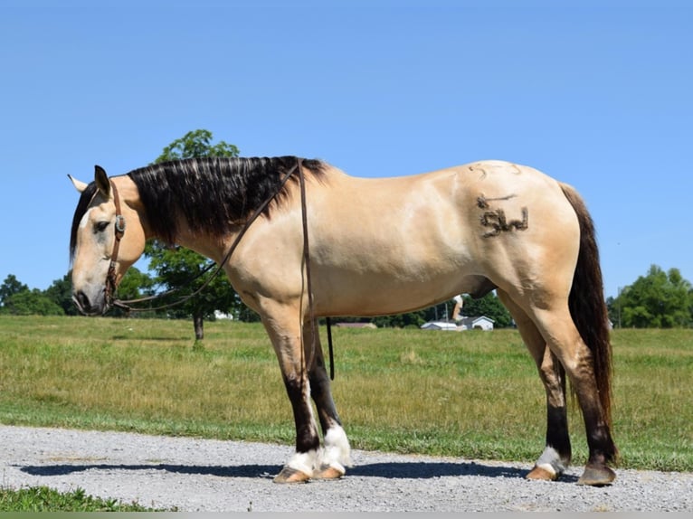 Belgisch trekpaard Ruin 9 Jaar 157 cm Buckskin in Greenville KY