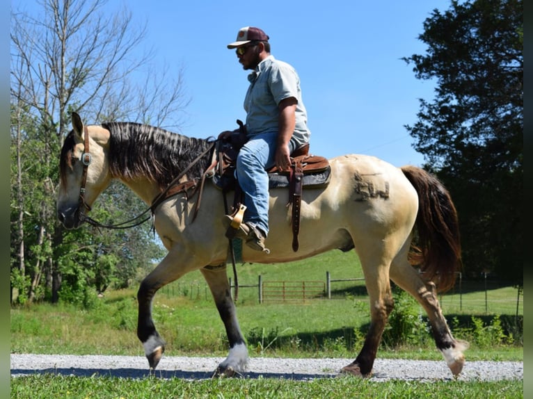 Belgisch trekpaard Ruin 9 Jaar 157 cm Buckskin in Greenville KY