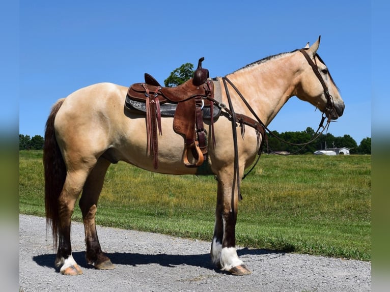 Belgisch trekpaard Ruin 9 Jaar 157 cm Buckskin in Greenville KY