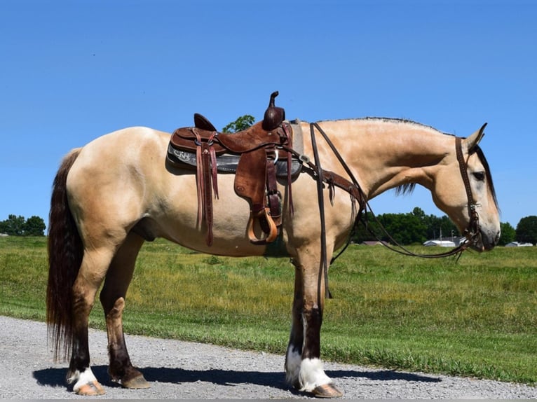 Belgisch trekpaard Ruin 9 Jaar 157 cm Buckskin in Greenville KY