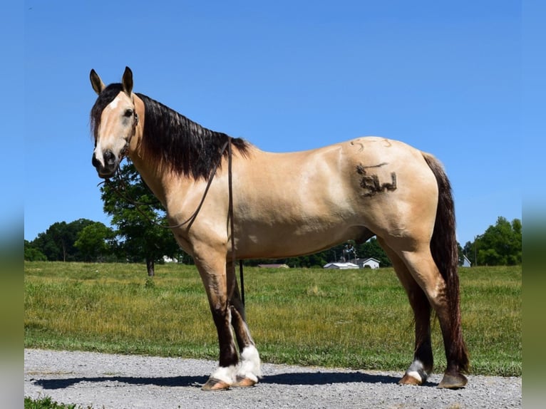 Belgisch trekpaard Ruin 9 Jaar 157 cm Buckskin in Greenville KY