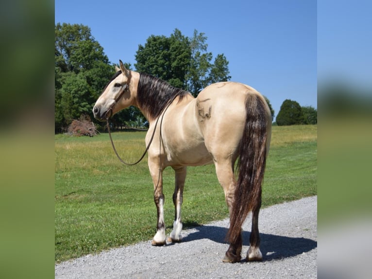 Belgisch trekpaard Ruin 9 Jaar 157 cm Buckskin in Greenville KY