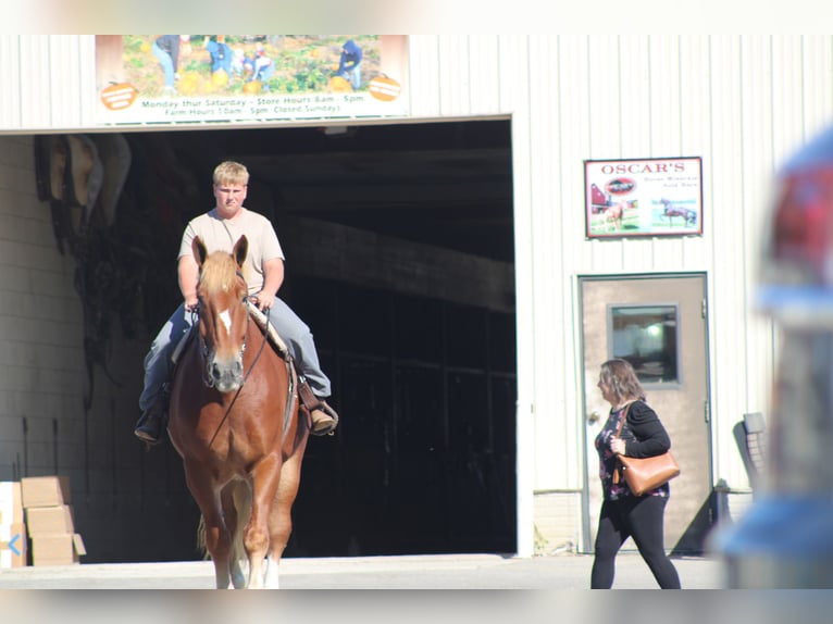 Belgisch trekpaard Ruin 9 Jaar 180 cm Roodvos in Millersburg