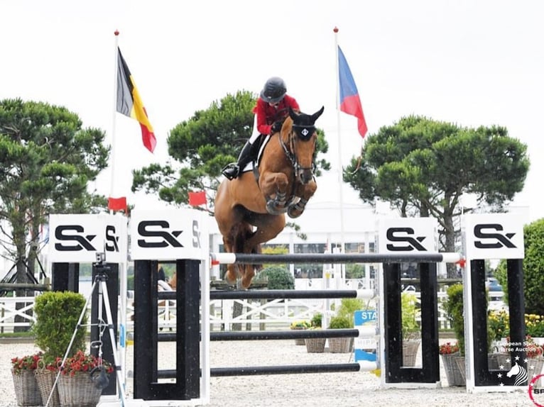 Belgisch Warmbloed Onbekend Embryo  in Kaulille