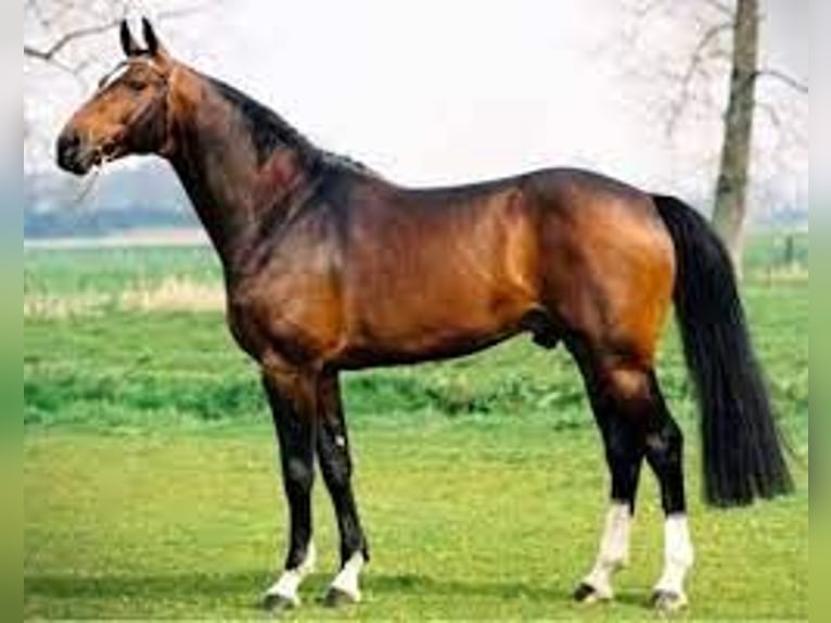 Belgisch Warmbloed Onbekend Embryo  in Kaulille