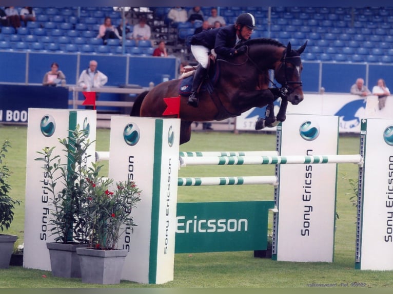 Belgisch Warmbloed Onbekend Embryo  in Kaulille