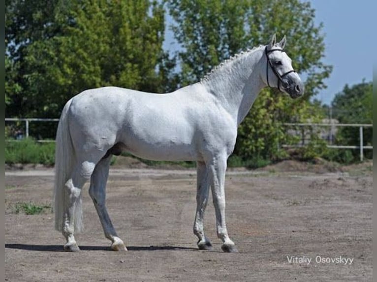Belgisch Warmbloed Hengst Embryo  in Kaulille