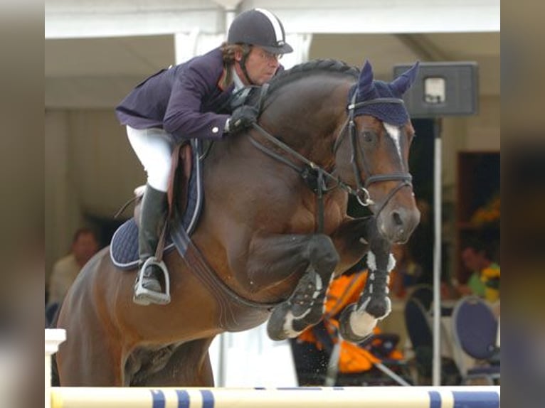 Belgisch Warmbloed Onbekend Embryo  in Kaulille