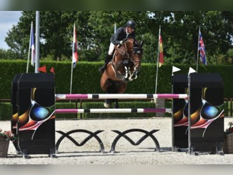 Belgisch Warmbloed Onbekend Embryo  in Kaulille