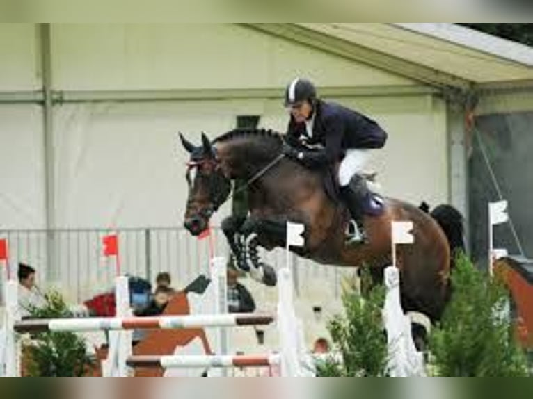 Belgisch Warmbloed Onbekend Embryo  in Kaulille