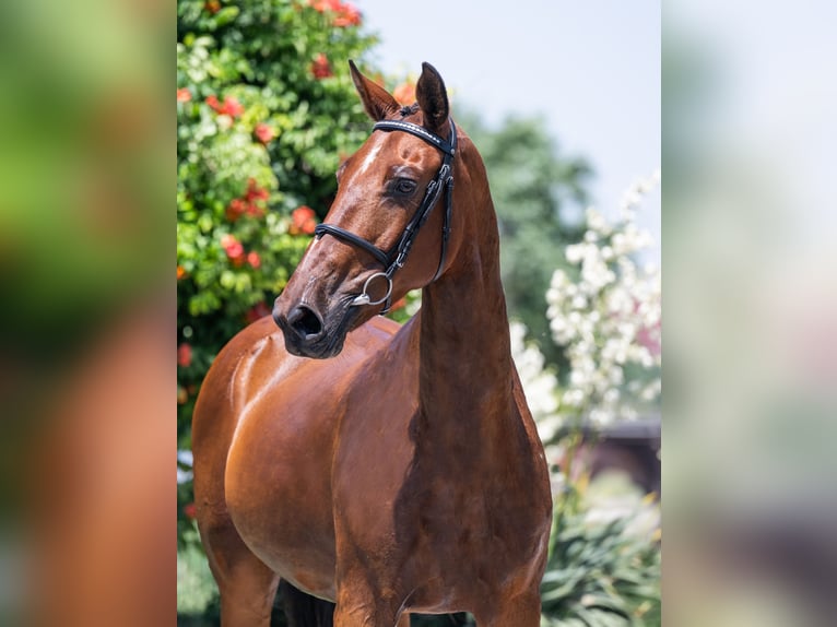 Belgisch Warmbloed Onbekend Embryo  in Kaulille