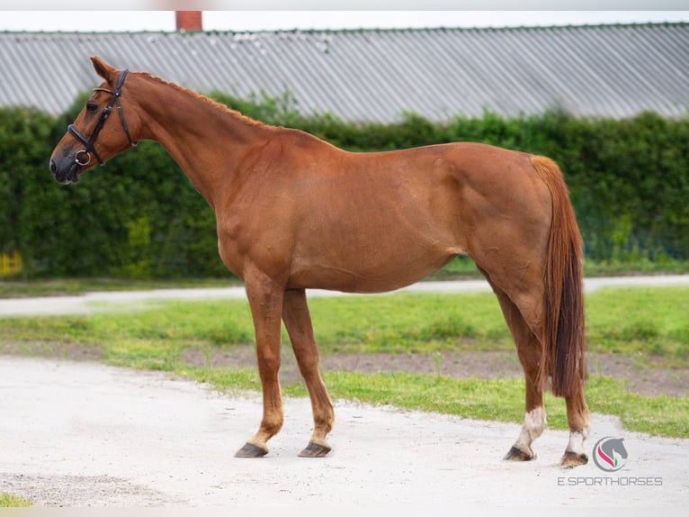 Belgisch Warmbloed Onbekend Embryo  in Kaulille