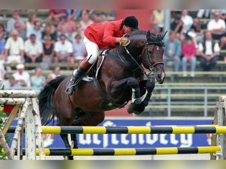 Belgisch Warmbloed Hengst Embryo  in Waddinxveen