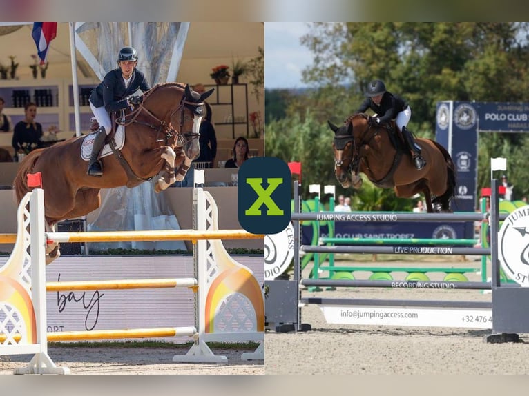 Belgisch Warmbloed Onbekend Embryo  in WK Heerde