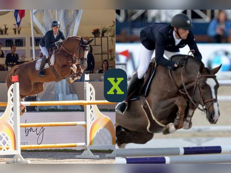 Belgisch Warmbloed Onbekend Embryo  in WK Heerde