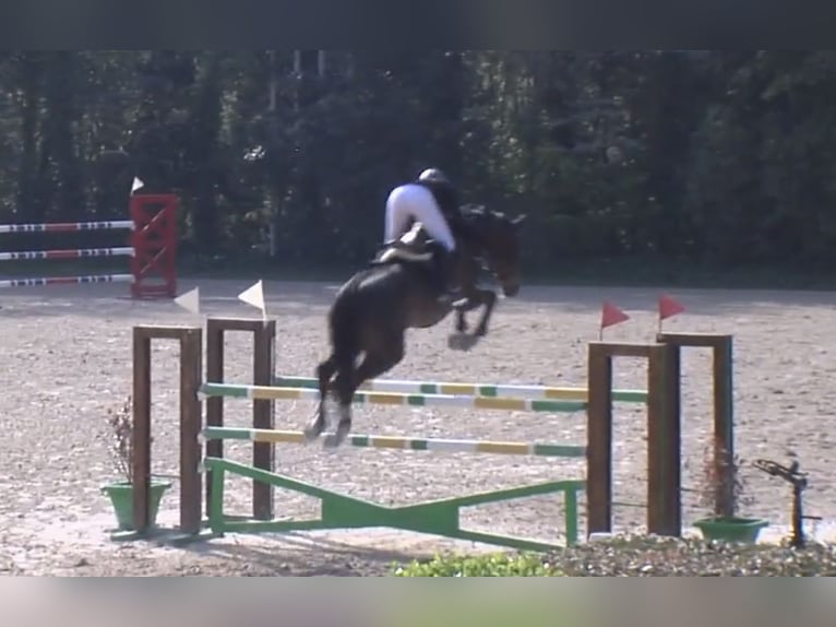 Belgisch Warmbloed Hengst 13 Jaar 167 cm Donkerbruin in Meran