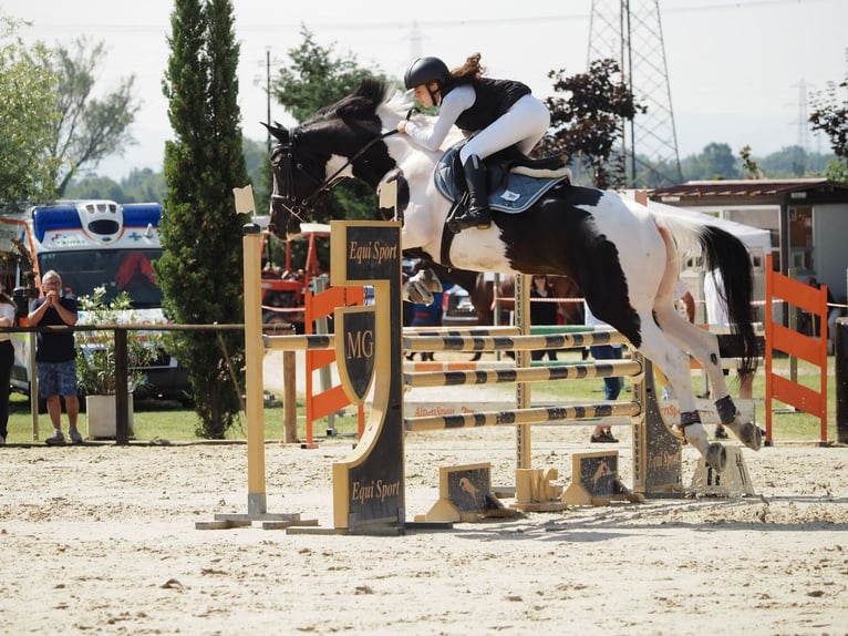 Belgisch Warmbloed Hengst 14 Jaar 170 cm Gevlekt-paard in Cadelbosco di sotto Reggio Emilia