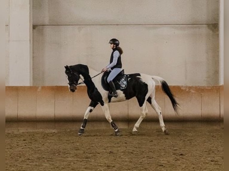 Belgisch Warmbloed Hengst 14 Jaar 170 cm Gevlekt-paard in Cadelbosco di sotto Reggio Emilia